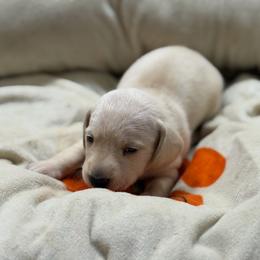 Maid Marion - Cream female Dachshund puppy in Wesley Chapel, Florida from Russell Lee Overton