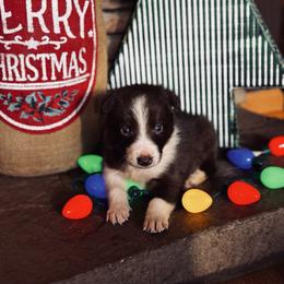 Latch x Lassie - Boy 3 - Red and white - White and red male Border Collie puppy in Minden, Iowa from Rocking N Registered Border Collies & Labradors