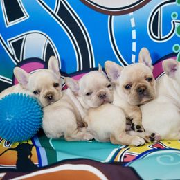 French Bulldog puppies from Exquisite Taste Kennels