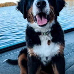 Bernese Mountain Dog Puppies from Lonesome Pine Farm