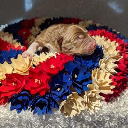Australian Shepherd Puppies from Firelight Australian Shepherds