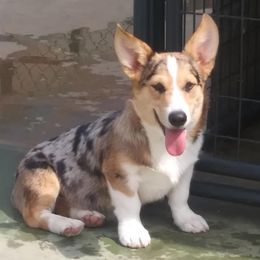 American Corgis, Companion Crosses, and Pembroke Welsh Corgis from Morgans Country Corgis