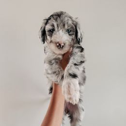 Sunny - Blue merle female Sheepadoodle puppy in Wabash, Indiana from DOODCompany
