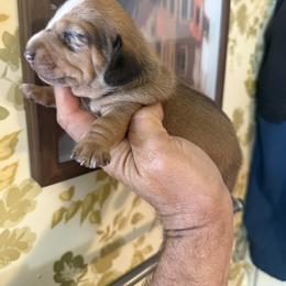 Boy 2 - Cream male Dachshund puppy in South Haven, Kansas from Keen's Dachshunds
