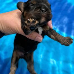 Male 1 - Black and white male Cavalier King Charles Spaniel puppy in Kalama, Washington from Beautiful Cavaliers