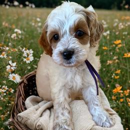 Purple collar - Red and white female Cockapoo puppy in Wesson, Mississippi from Southern Country Doodles