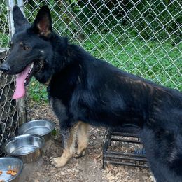 Tara - German Shepherd