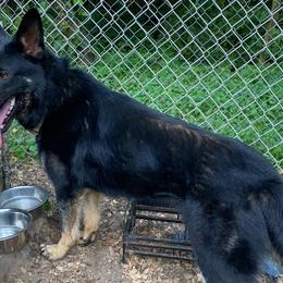 Tara - German Shepherd