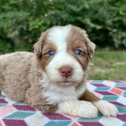 Girl 2 - Brown merle female Aussiedoodle puppy in Hillsboro, Illinois from Perfect Paws Puppies