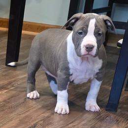 Girl 3 - Blue female American Staffordshire Terrier puppy in Lawrenceville, Georgia from Celtic Amstaffs
