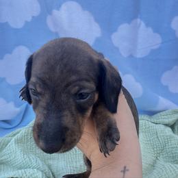 Sarge - Sable male Dachshund puppy in Dyess Afb, Texas from Story Dachshunds