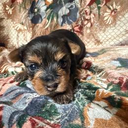 Girl 2 - Black and tan female Yorkshire Terrier puppy in Pomona, California from Lunio's Yorkies