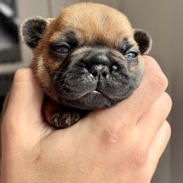 Cabo - Fawn male French Bulldog puppy in Harrison, New York from Orchard Kennels