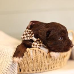 Chocolate - male Australian Mountain Doodle puppy in Spanish Fork, Utah from Little Puppy Co.