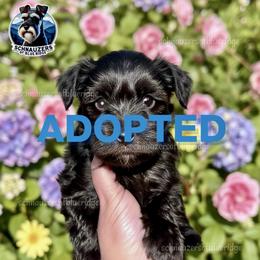 ADOPTED - Liver female Miniature Schnauzer puppy in Spruce Pine, North Carolina from Schnauzers of Blue Ridge