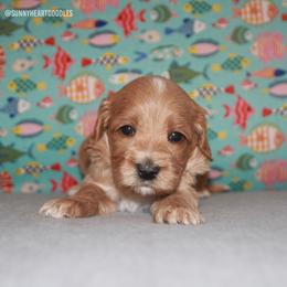 Snorkel - Red male Australian Labradoodle puppy in Hackettstown, New Jersey from Sunny Heart Doodles