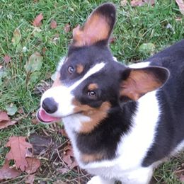 Blueberry - Pembroke Welsh Corgi