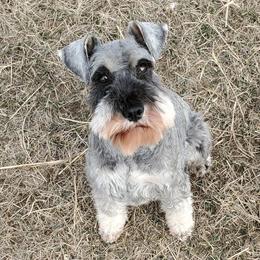 Mazy - Miniature Schnauzer