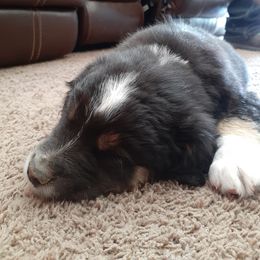 Australian Shepherd and Miniature Australian Shepherd Puppies from Renegade Point Stock Dogs