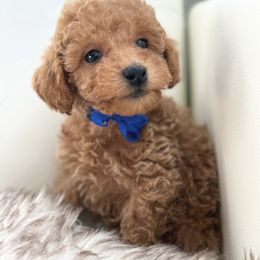 Boy 2 - male Poodle puppy in Gilbert, Arizona from My Poodle Bears