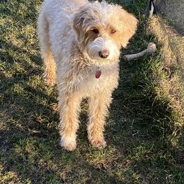 Gracie - Goldendoodle