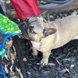 French Bulldog Puppies from Tribe of Judah Kennel