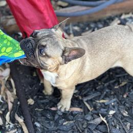 French Bulldog Puppies from Tribe of Judah Kennel