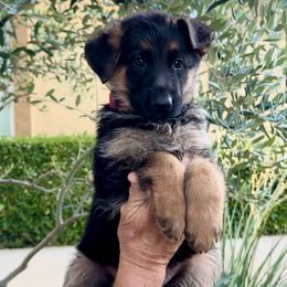 Girl 4 - German Shepherd puppy from Central Coast German Shepherds