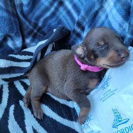 Pink collar girl - Red and rust female Doberman Pinscher puppy in Santa Clarita, California from Riviera Dobermans