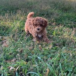 Nico - Apricot male Poodle puppy in Haddam, Kansas from Golden B Acres
