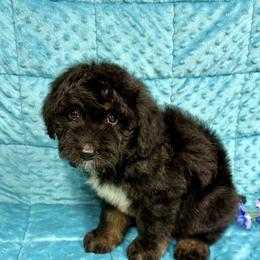 Ranger - Black tri male Miniature Australian Shepherd puppy in Marshall, Arkansas from Buffalo River Puppies