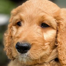 “Tulip” - Goldendoodle puppy in Gainesville, Florida from Peace, Love, and Doodles