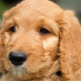 “Tulip” - Goldendoodle puppy in Gainesville, Florida from Peace, Love, and Doodles