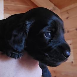 Boy 2 - Black male Dachshund puppy in Rutherfordton, North Carolina from Ziva's Friends