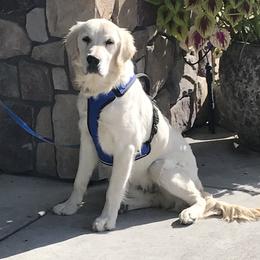 Moose - Golden Retriever