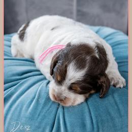 Gabby - Brown white and tan female Cockapoo puppy in Connersville, Indiana from Deaz Doodle Ranch