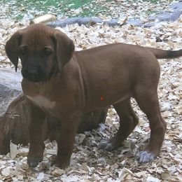 Rhodesian Ridgebacks from Lionlamb Ridgebacks