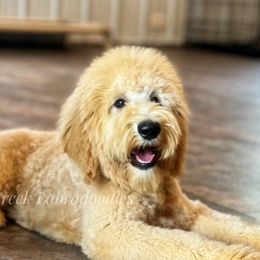 Australian Labradoodle, Cavapoo, and Goldendoodle Puppies from Deer Creek Labradoodles
