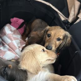 Ollie - Cream male Dachshund puppy in Mountain Home, Arkansas from Furry Friends Kennel
