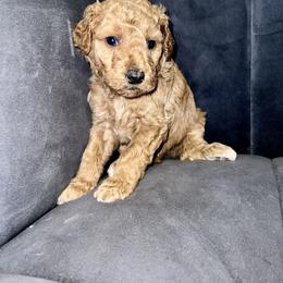 Goldendoodle and Poodle Puppies from Houstonwehavedoodles