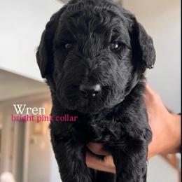 Wren (bright pink collar) - Black female Poodle puppy in Batavia, Ohio from The Livezey Standard-CKCS and Standard Poodles