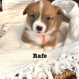 Pembroke Welsh Corgi Puppies from Sarah Ledford