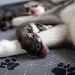 Siberian Husky Puppies from Ivie Huskies