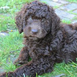 Apollo - Chocolate male Labradoodle puppy in Grants Pass, Oregon from Oregon Valley Doodles