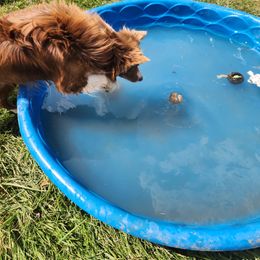 Border Collie Puppies from Cullins Collies