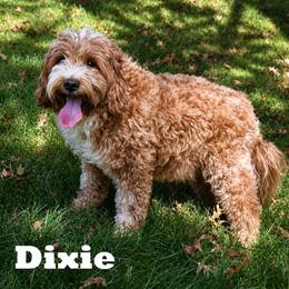 Dixie - Goldendoodle