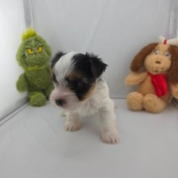 Sunni - Parti female Yorkshire Terrier puppy in Hickory, Pennsylvania from Happy Tails Farms