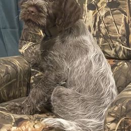 Wirehaired Pointing Griffon Puppies from Black Watch Griffons