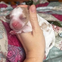 Draco - Blenheim male Cavapoo puppy in Battle Lake, Minnesota from Panda Puppies