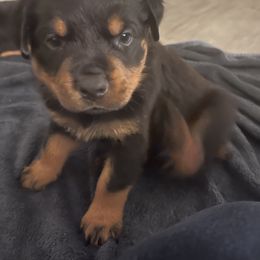 Rottweiler Puppies from Vom Allegiance Haus